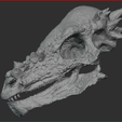 Schermafbeelding-2023-04-12-225423.png Pachycephalosaurus Skull
