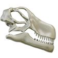 06.jpg Argentinosaurus skull