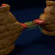 ps17.jpg 3D Angiogenesis NEW BLOOD VESSEL FORMATION