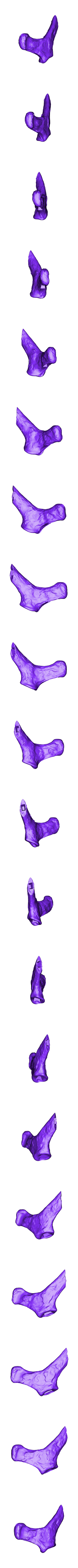 Scapula_Left_Part_02.OBJ Scheletro di piccolo T-rex a grandezza naturale - Parte 04/10