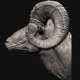1.png Big Horn Sheep