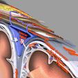 9.jpg Brain with meninges scalp detailed labelled 3D