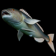 Dentex-mouth-statue-44.png fish Common dentex / dentex dentex open mouth statue detailed texture for 3d printing