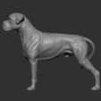 boxer9.jpg Boxer dog 3D print model