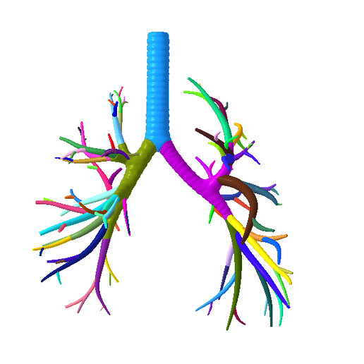 1.png Tracheobronchial Tree Segmented in 101 Parts