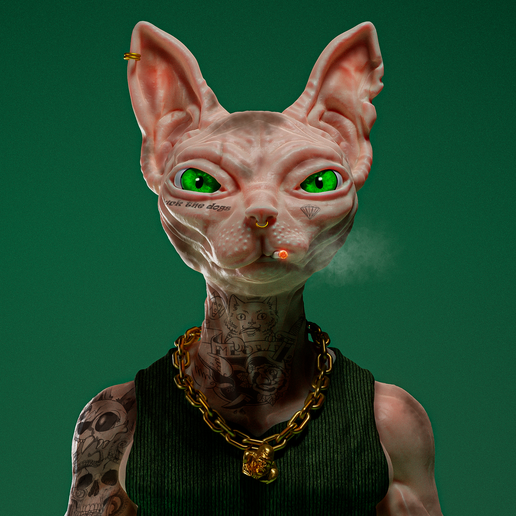 Sphynx cat