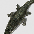 GG_00001.png DOWNLOAD CROCODILE 3d model - animated for blender-fbx-unity-maya-unreal-c4d-3ds max - 3D printing - RAPTOR - PREDATOR - CROCODILE