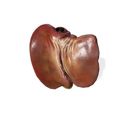 00.jpg LIVER ANATOMY HEART EYE THORAX TRACHEA TONGUE PULMON LUNGS KIDNEYS LIVER DOWNLOAD LIVER 3D MODEL PRINTING THROAT