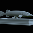Pike-statue-23.png fish Northern pike / Esox lucius statue detailed texture for 3d printing