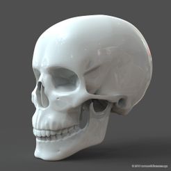 SH_model1_detail0c.9.jpg Human Skull model M3P1D1V1Skull