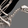 03.jpg Archaeopteryx: Esqueleto completo