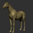 25.jpg Horse Breeds Collection