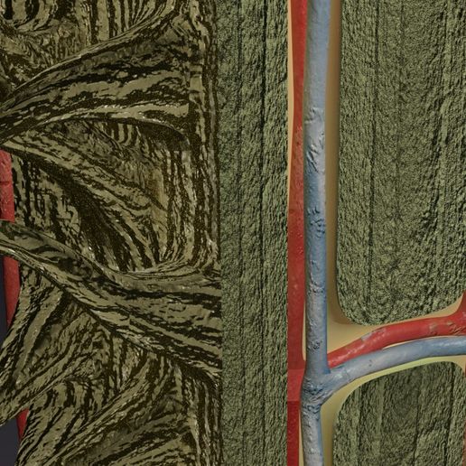 ps7.jpg Bone histology anatomy 3D