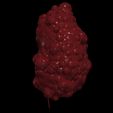 2.jpg 3D Model of Polycystic Kidney