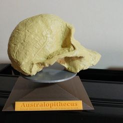 20190403_075229.jpg Stand for Australopithecus Africanus skull