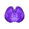brain, brain stem and eyes9-_Cerebellum_mat.stl 3D Model of Brain, Brain Stem and Eyes