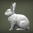 rabbit-rex-agouti2.jpg Rabbit rex agouti 3D print model
