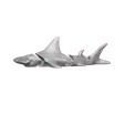 Squalo-flex.png Hammer head shark Flexi articulated