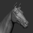 17.jpg Horse Breeds Collection