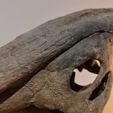 IMG_20201102_181118.jpg Dinosaur skull - Parasaurolophus