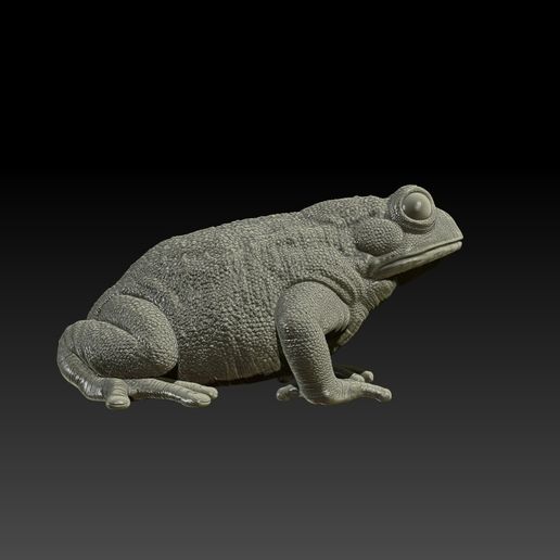 1.jpg Bufotes für den Druck