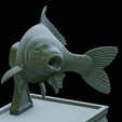 Carp-trophy-statue-45.png fish carp / Cyprinus carpio in motion trophy statue detailed texture for 3d printing