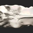 11.jpg Smilodon Skull