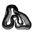 6.jpg SERPENTE ROSPO ANFIBIO RETTILE COBRA PITONE VIPERA ANIMALE ANATOMIA 3D MODELLO SCHELETRO OCEANO OSSA