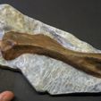 para_humerus01.jpg Baby Parasaurolophus Arm Bone