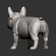 french-bulldog-puppy8.jpg french bulldog puppy 3D print model