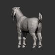 Boer-goat-baby8.jpg Baby Boer goat 3D print model