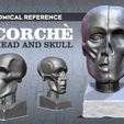 ecorche-banner.png Anatomical Reference - Ecorché Head/Skull