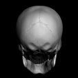005.png Human Skull