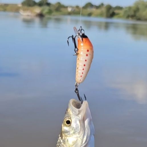 beach fishing lure rig Surf Fishing Sea Bass Rig Setup The Best Bass Fishing Rigs And Setups  Wired2Fish