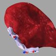 3d-spleen-anatomy-microscopy-labelled-3d-model-blend-16.jpg 3D Spleen Anatomy Microscopy Labelled 3D model