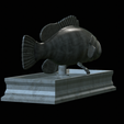 White-grouper-open-mouth-statue-16.png fish white grouper / Epinephelus aeneus open mouth statue detailed texture for 3d printing
