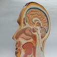 Head-9.jpg Anatomy of the human head (Sagittal view)