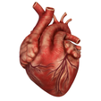 Heart_001.png Anatomical model of the human heart