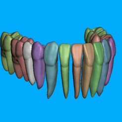 Captura-de-tela-2023-07-22-141550.jpg STL file Lower jaw - teeth with roots.・3D printer model to download