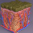 untitled-3.jpg epithelial cells types collection 3D