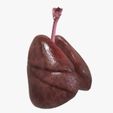 Right.jpg Human Lungs