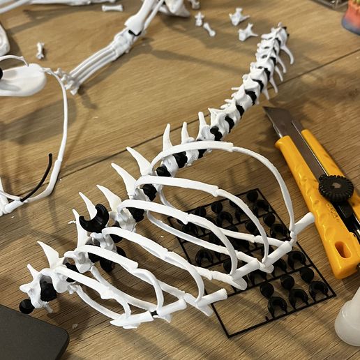 IMG_1716.jpeg Cat Skeleton [Articulated]