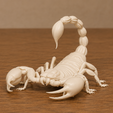 print.png Scorpion