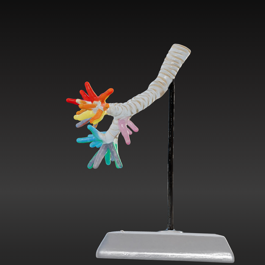 🧪 3D Model of Trachea and Bronchi・ STL File for 3D printing・Cults