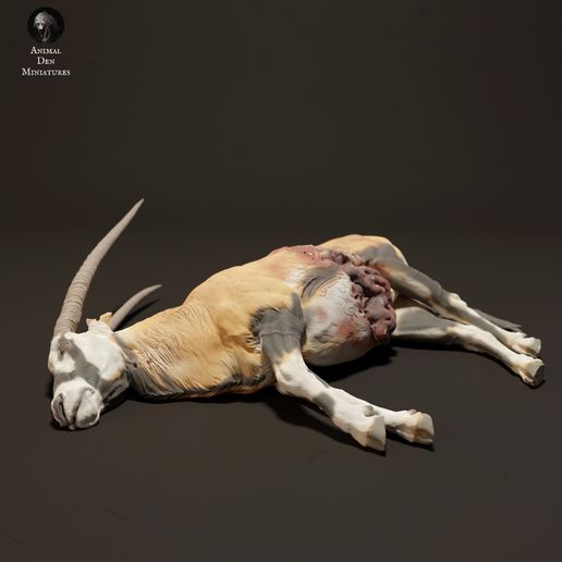 gemsbok_carcass_1.jpg Gemsbok Carcass