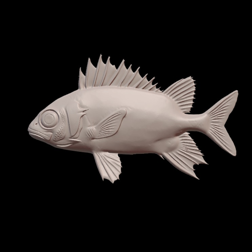 Soldierfish – Realistic 3D Printable Fish Model