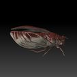 1.jpg Цикада 3D модель