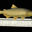 Golden-dorado-statue-9.png fish golden dorado / Salminus brasiliensis statue detailed texture for 3d printing