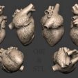 6453456.jpg Human Heart