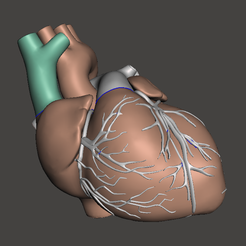 2.png Файл STL МЕДИЦИНСКОЕ АНОТОМИЧЕСКОЕ СЕРДЦЕ ЧЕЛОВЕКА・Шаблон для 3D-печати для загрузки